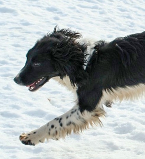 Sycerus Seamus