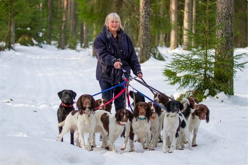 Torun med hundeflokk fra Kennel Ometyst