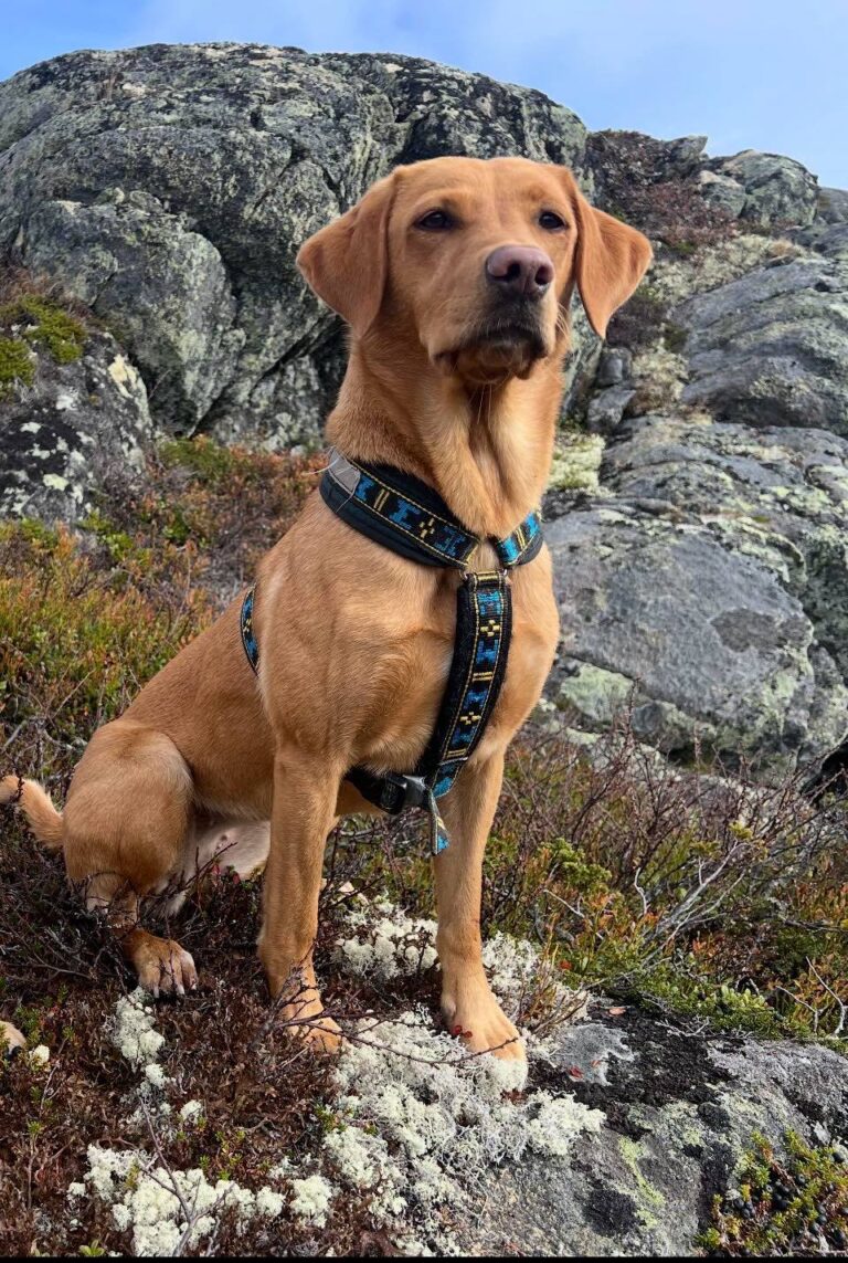 Gul tispe 4 år